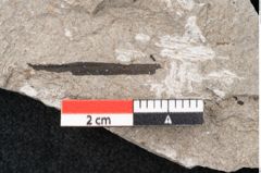 Foto (Detailansicht) von Plantae indet.  (NHMW-GEO-2024-0188-6695)